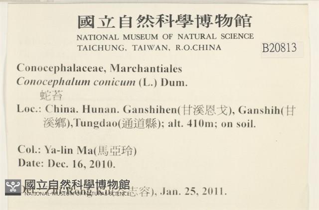 蛇苔藏品圖，第2張