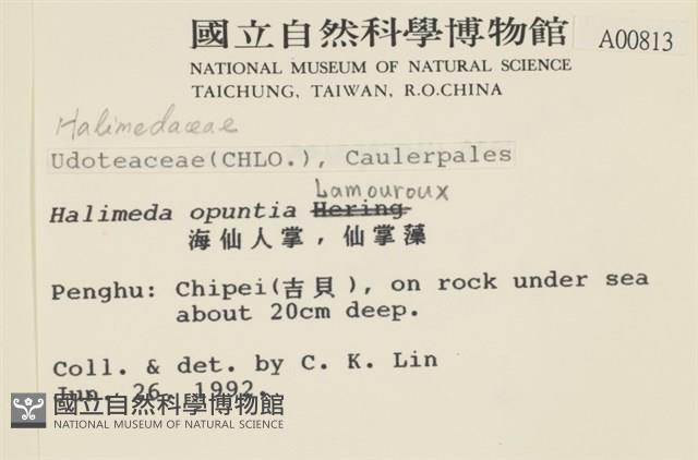仙掌藻, 海仙人掌藏品圖，第2張