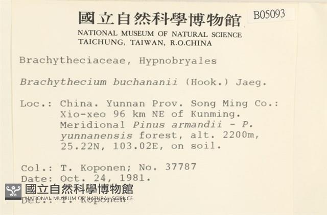 細枝青蘚藏品圖，第2張