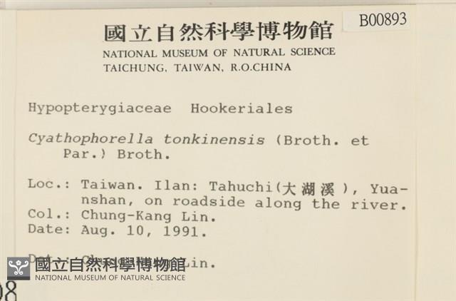 粗齒雉尾蘚藏品圖，第2張