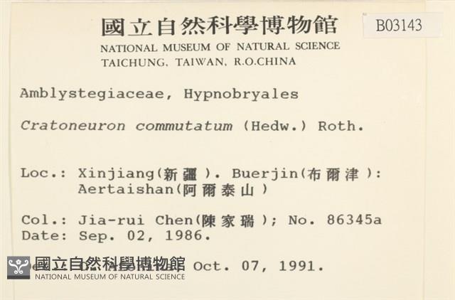 長葉牛角蘚藏品圖，第2張