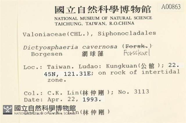 網球藻藏品圖，第2張