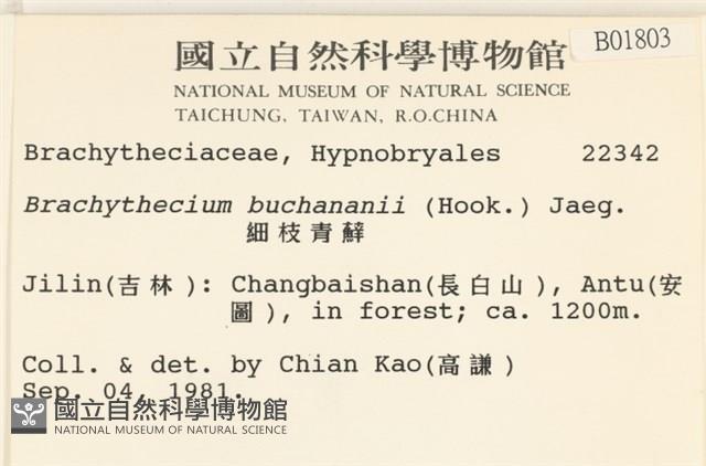 細枝青蘚藏品圖，第2張