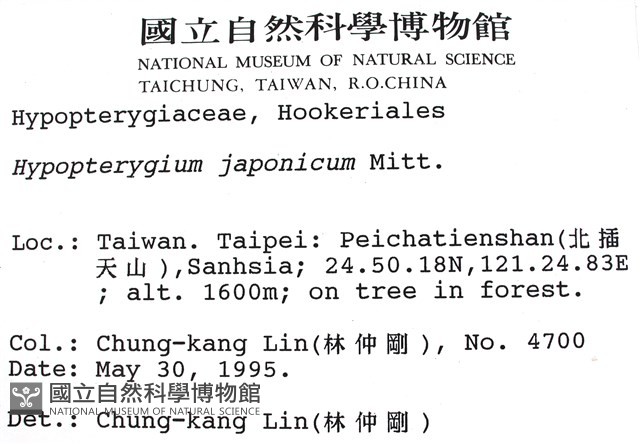 日本孔雀蘚藏品圖，第2張