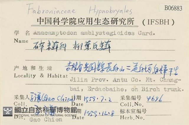 柳葉反齒蘚藏品圖，第2張