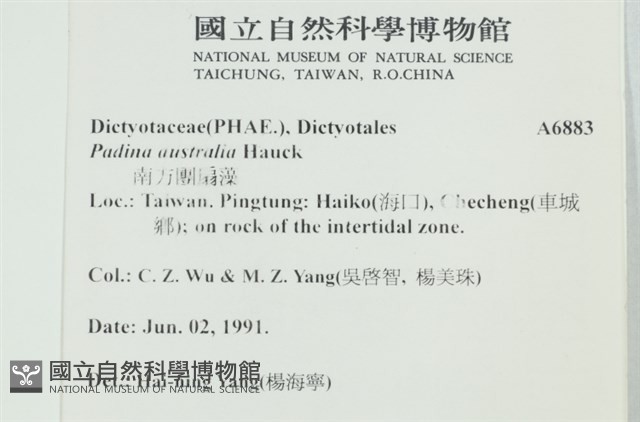 南方團扇藻藏品圖，第2張