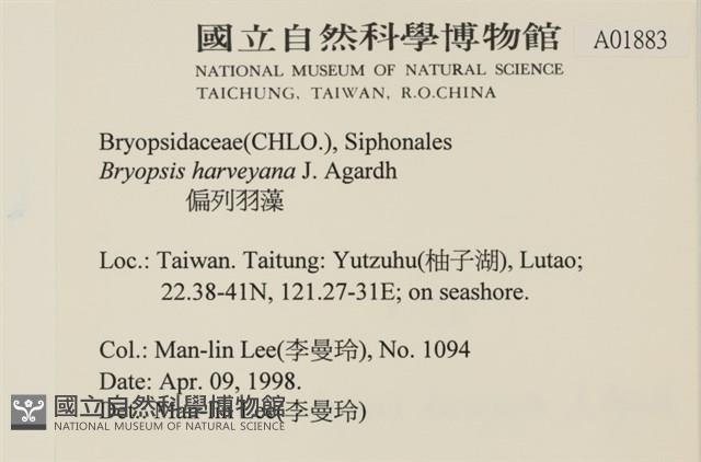 偏列羽藻藏品圖，第2張