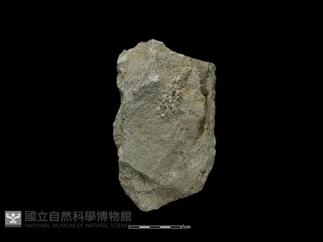 斧鋤形器藏品圖，第2張