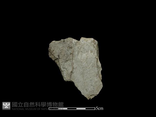 石片藏品圖，第2張