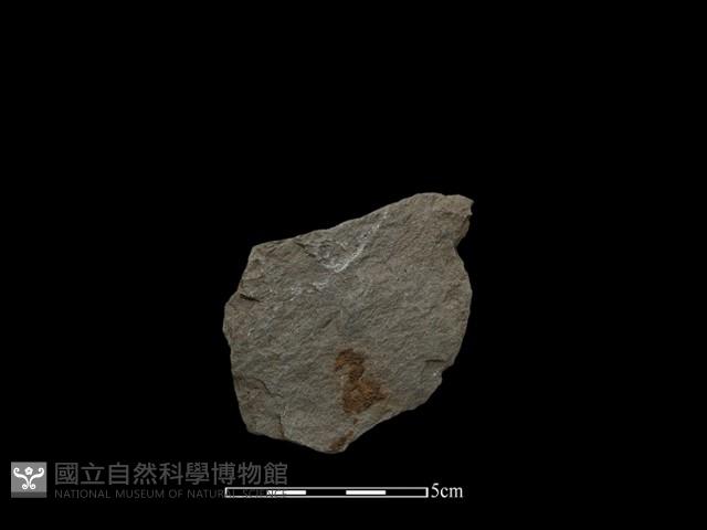 石片藏品圖，第2張