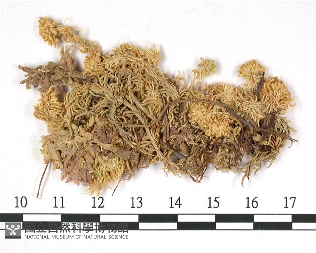 狹葉泥炭蘚藏品圖，第3張