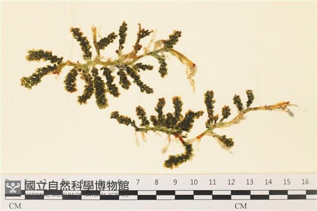 登錄號:A00000822藏品圖，第1張