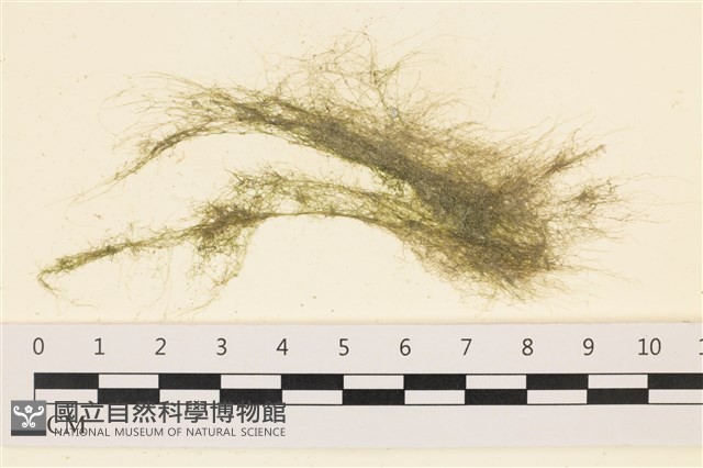 登錄號:A00001972藏品圖，第1張