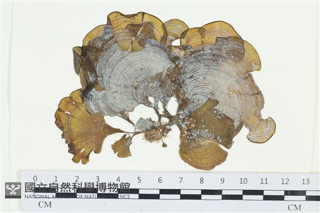 南方團扇藻藏品圖，第1張