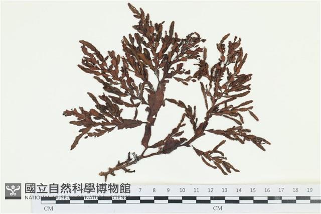 登錄號:A00000982藏品圖，第1張