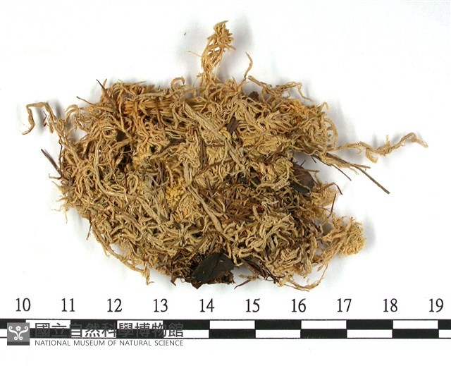 喙葉泥炭蘚藏品圖，第3張