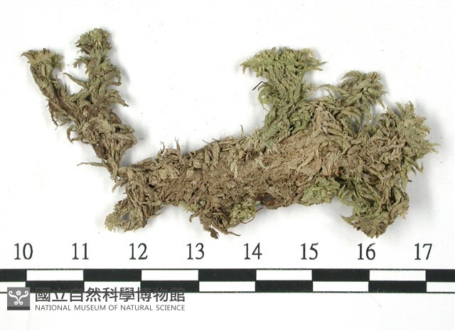 寬葉泥炭蘚藏品圖，第3張
