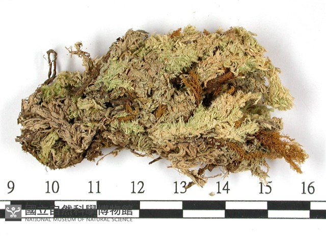 鈍葉泥炭蘚藏品圖，第3張