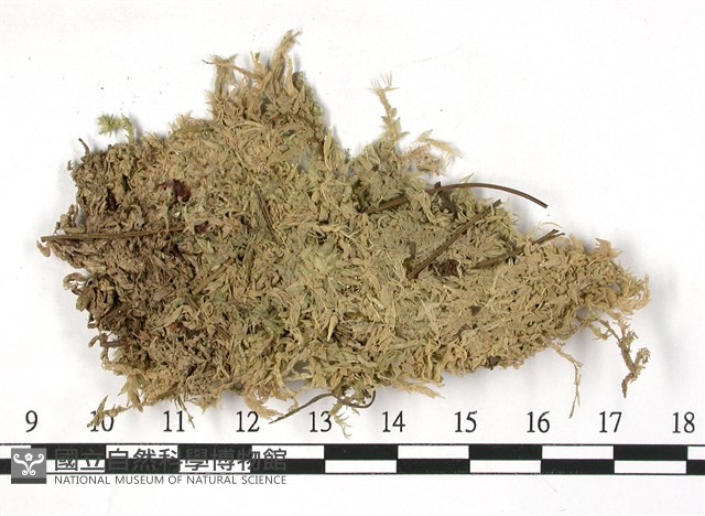 大泥炭蘚藏品圖，第3張