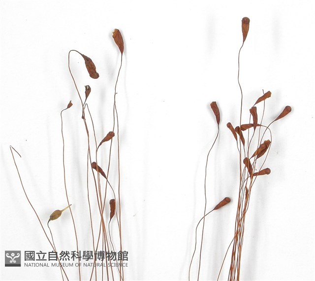 葫蘆蘚藏品圖，第3張