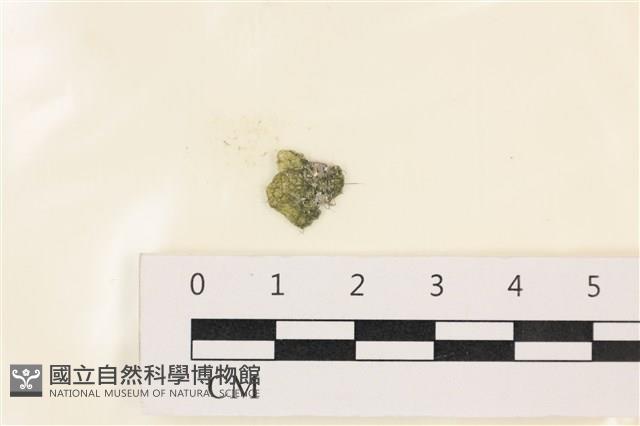 網球藻藏品圖，第1張