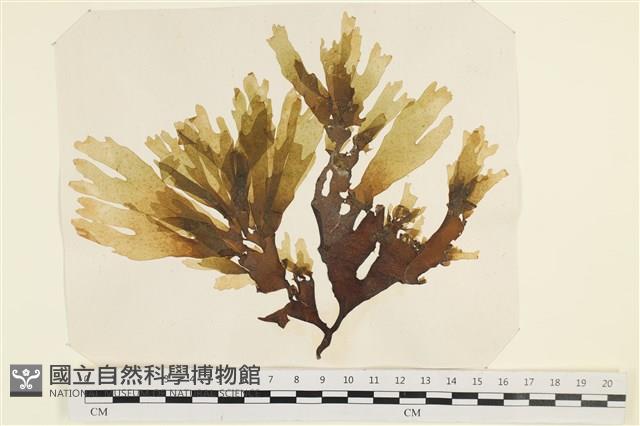 登錄號:A00000884藏品圖，第1張