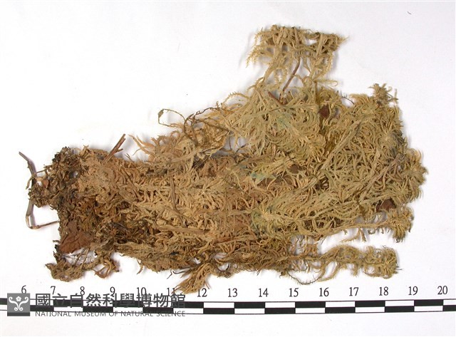 擬尖葉泥炭蘚藏品圖，第3張