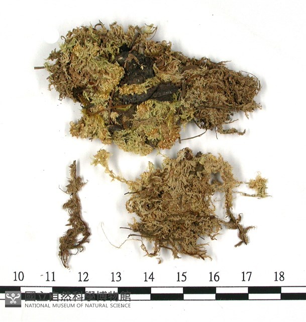 小孔泥炭蘚藏品圖，第3張