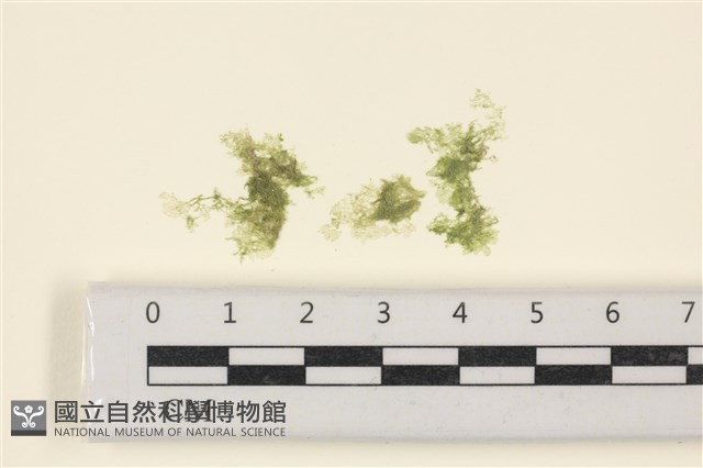 布氏藻藏品圖，第1張
