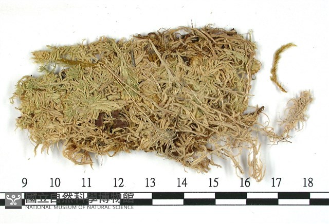 垂枝泥炭蘚藏品圖，第3張
