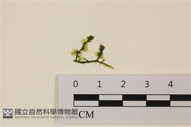 盾葉蕨藻藏品圖，第1張
