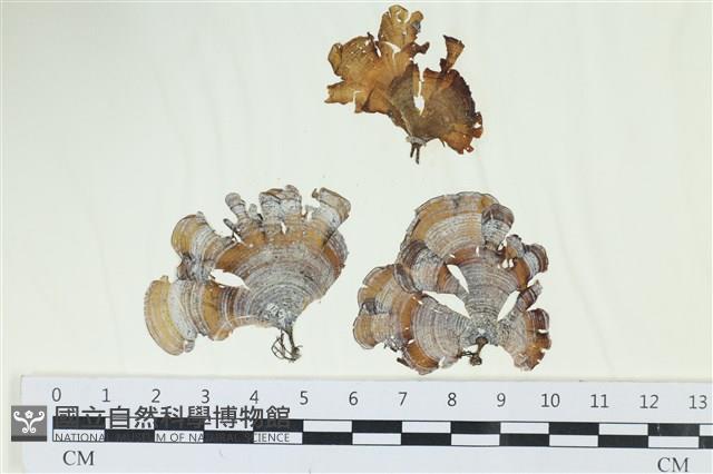 樹狀團扇藻藏品圖，第1張