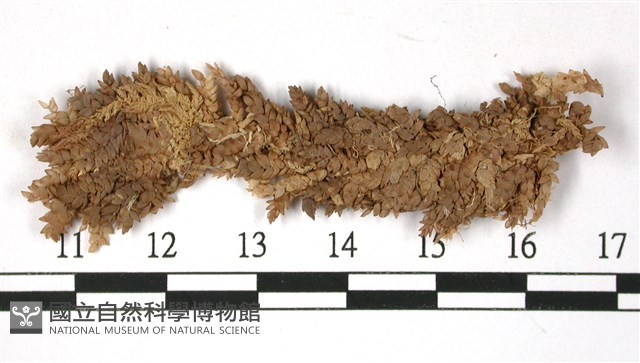 瘤壁泥炭蘚藏品圖，第3張