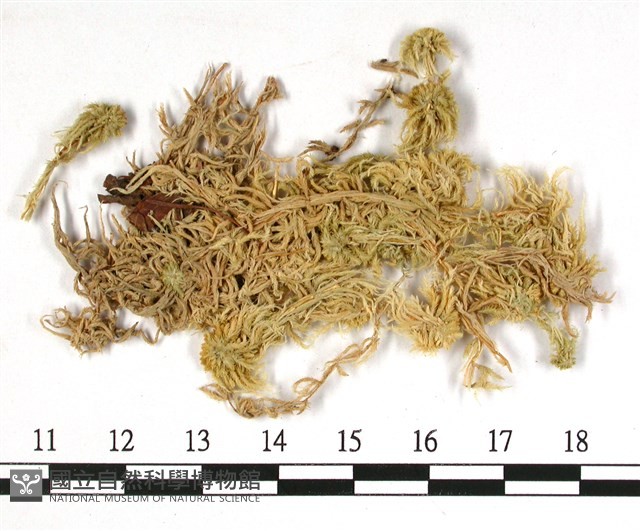 狹葉泥炭蘚藏品圖，第3張