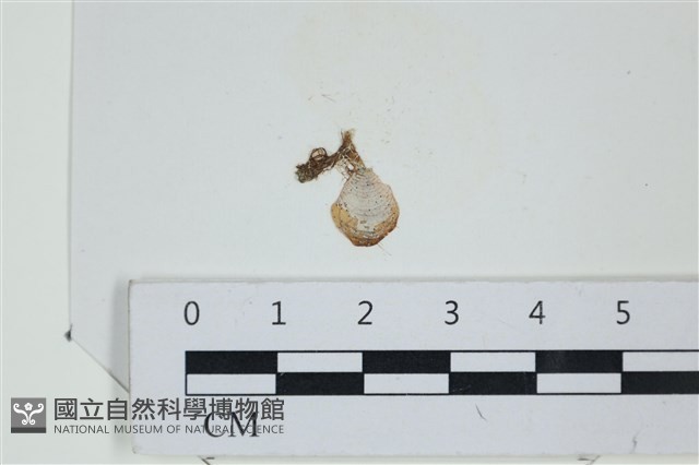 小團扇藻藏品圖，第1張