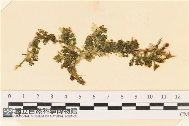 登錄號:A00004891藏品圖，第1張