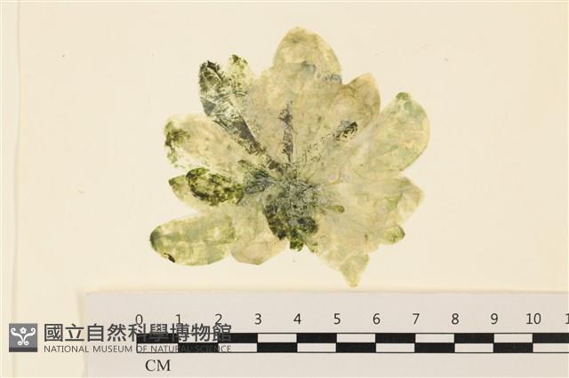 曲玉藻, 香蕉菜, 玉茄藻藏品圖，第1張