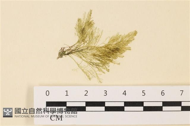 登錄號:A00004861藏品圖，第1張