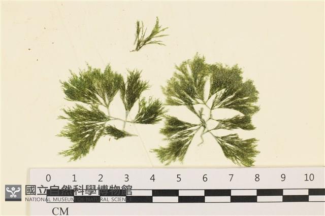 伸展剛毛藻藏品圖，第1張