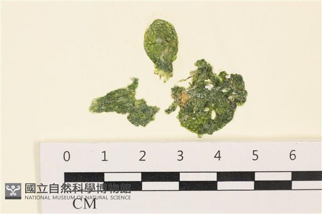網球藻藏品圖，第1張