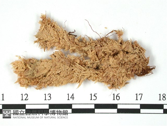 瘤壁泥炭蘚藏品圖，第3張
