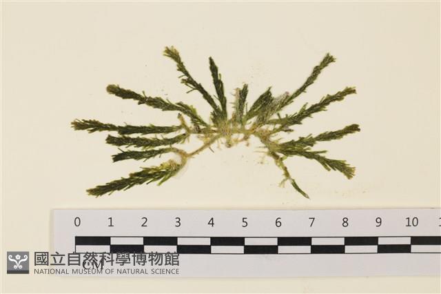 登錄號:A00001920藏品圖，第1張