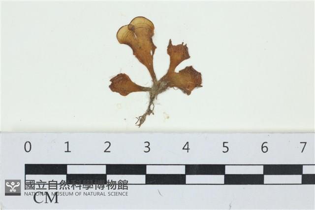 南方團扇藻藏品圖，第1張