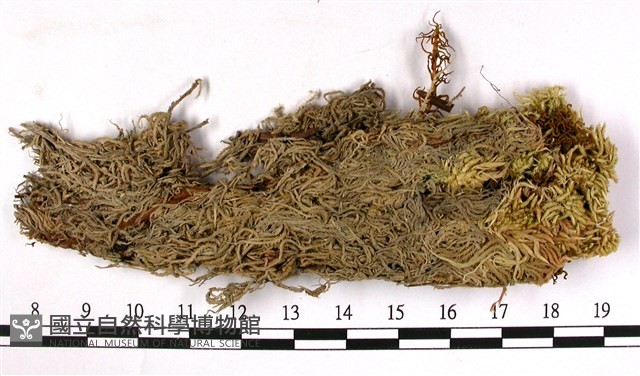 截葉泥炭蘚藏品圖，第3張