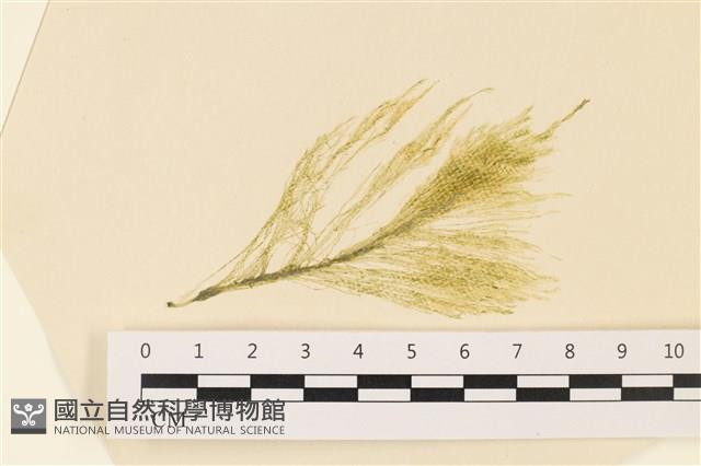 登錄號:A00004990藏品圖，第1張