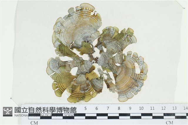 小團扇藻藏品圖，第1張