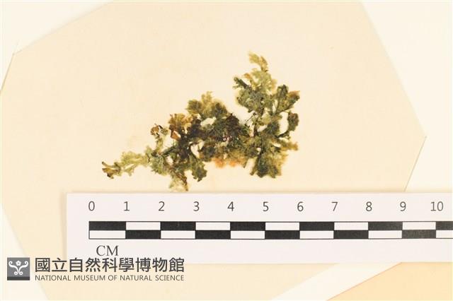 登錄號:A00004890藏品圖，第1張