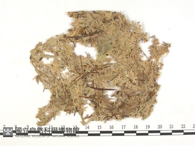 覆葉泥炭蘚, 毛壁泥炭蘚藏品圖，第3張