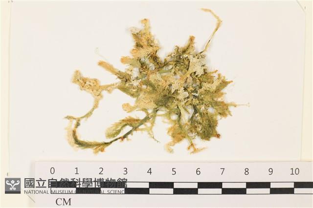 登錄號:A00004940藏品圖，第1張