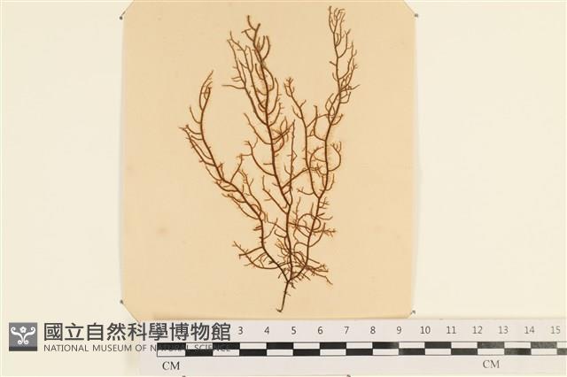 登錄號:A00003940藏品圖，第1張